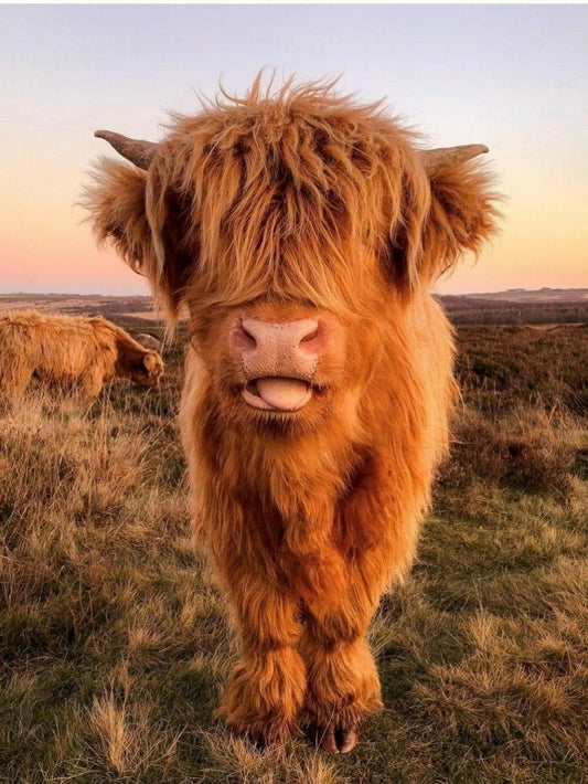 Highland Cow | Diamond Painting