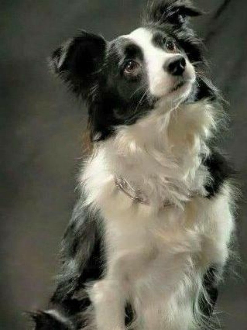 Dog Border Collie | Diamond Painting