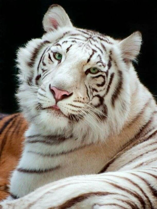 White Tiger | Diamond Painting