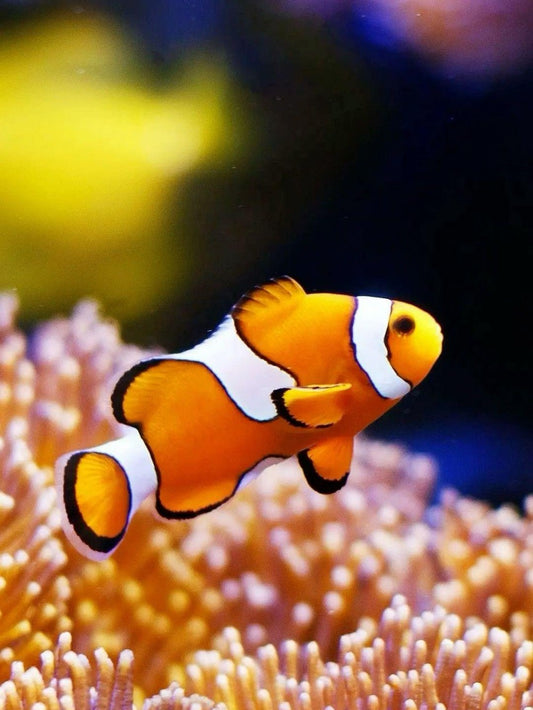 Clown Fish | Diamond Painting