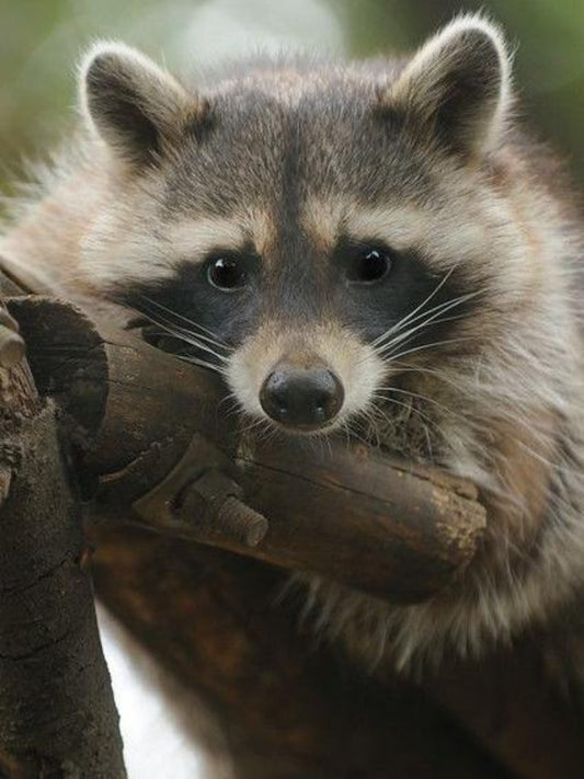 Raccoon | Diamond Painting