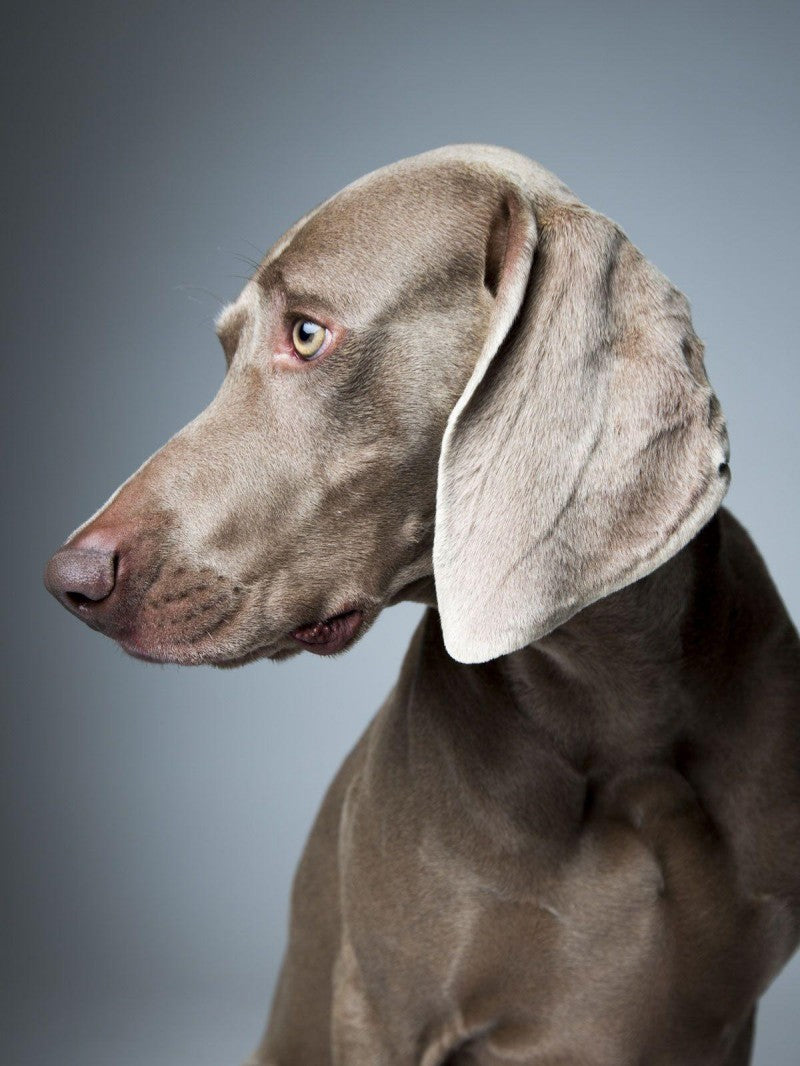 Weimaraner Dog | Diamond Painting