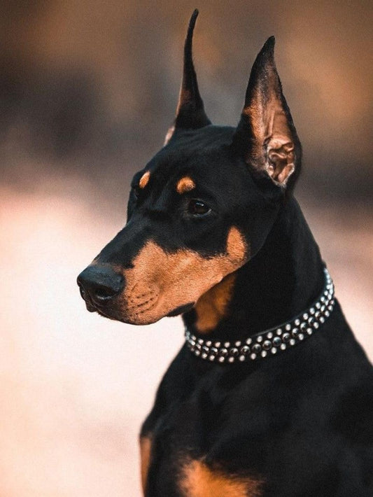 Dog Doberman | Diamond Painting