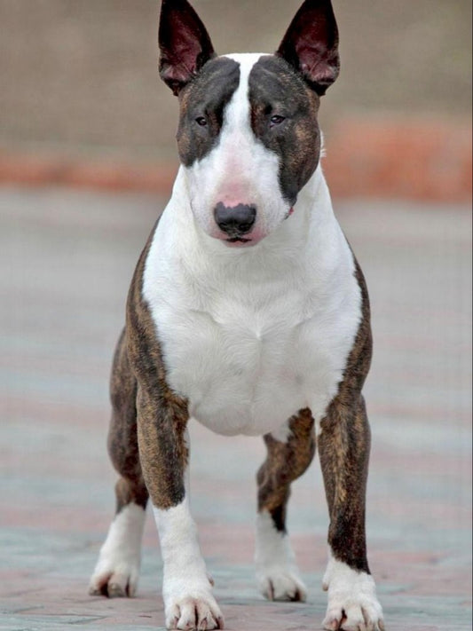 English Bull Terrier Dog | Diamond Painting