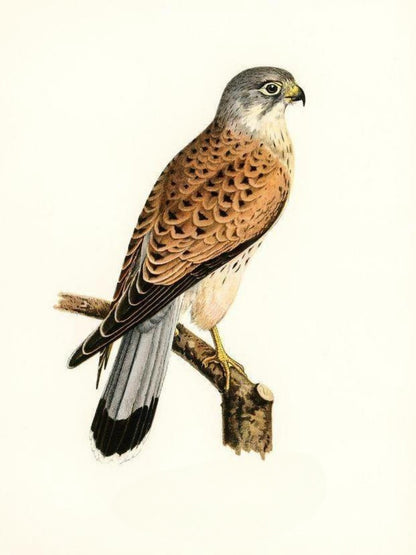 Falcon | Diamond Painting