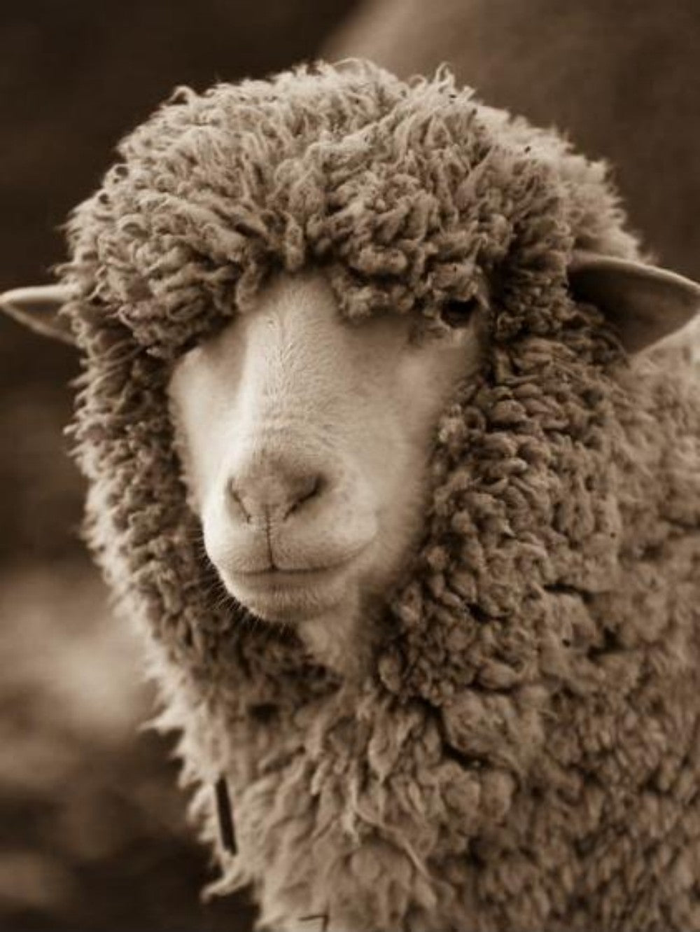 Sheep | Diamond Painting