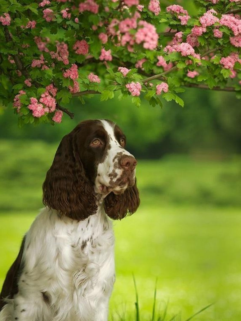 English Springer Spaniel Dog | Diamond Painting