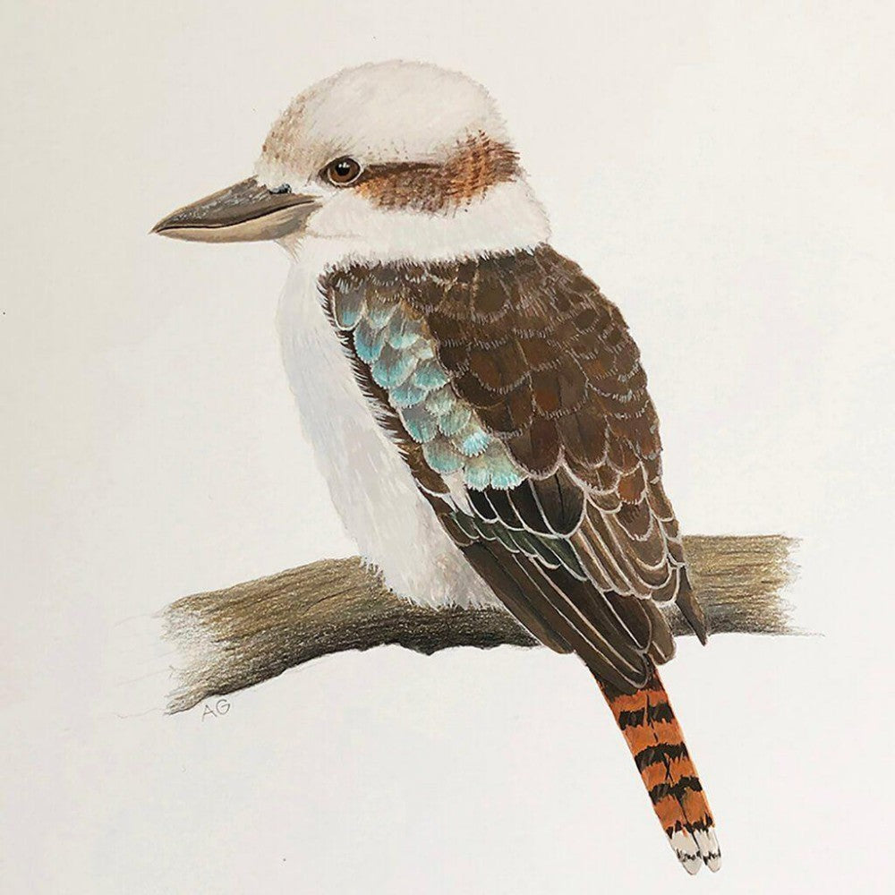 Kookaburra | Diamond Painting