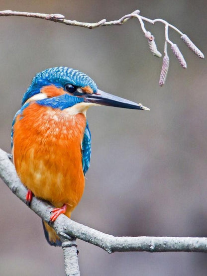 Kingfisher | Diamond Painting