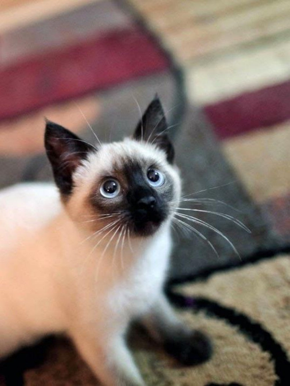 Siamese Cat | Diamond Painting