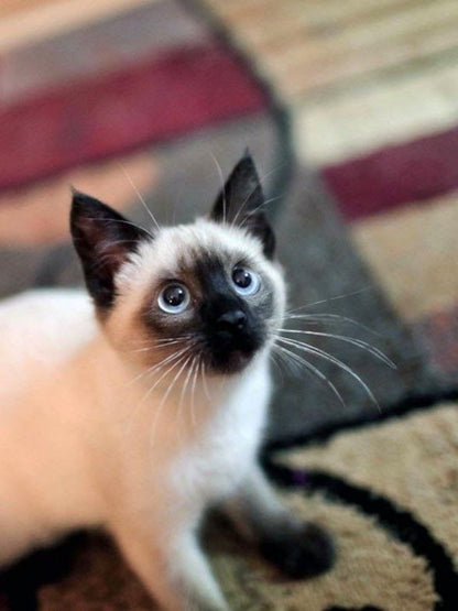 Siamese Cat | Diamond Painting