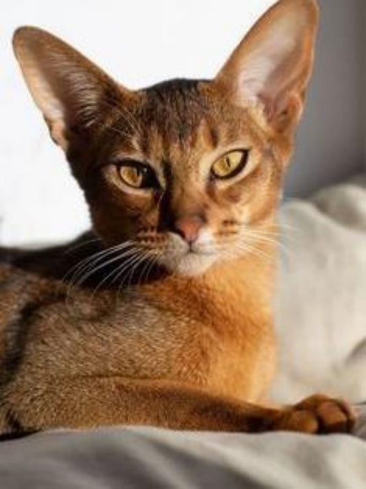 Abyssinian Cat | Diamond Painting