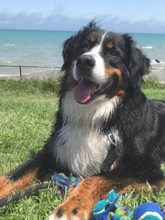 Bernese Mountain Dog | Diamond Painting