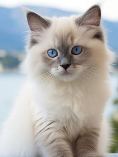 Ragdoll Cat | Diamond Painting