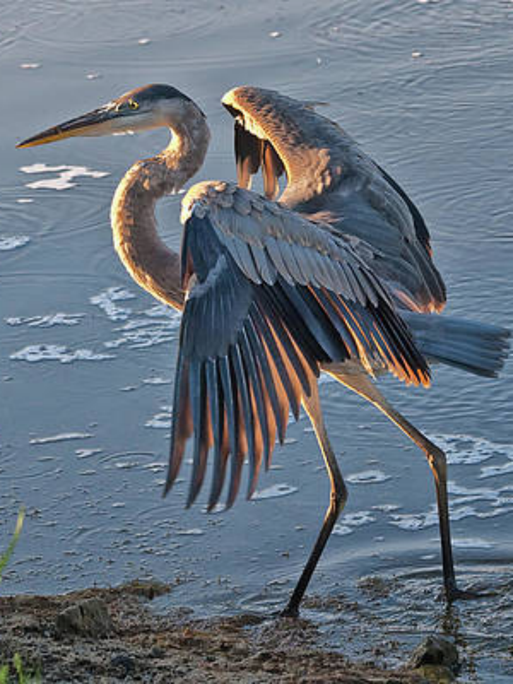 Blue Heron | Diamond Painting