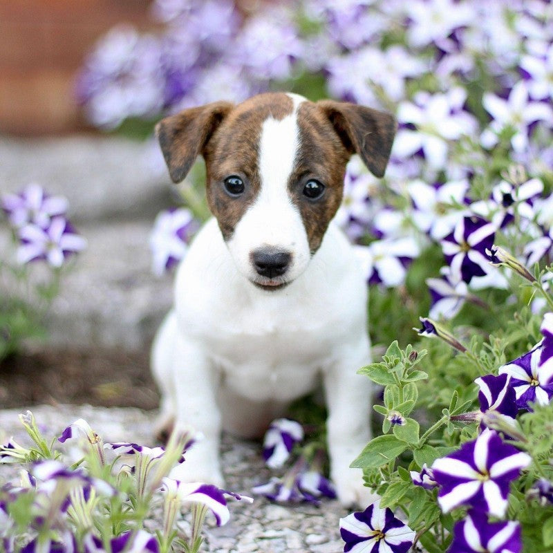 Dog Jack Russell | Diamond Painting