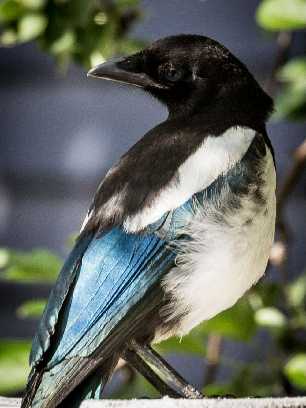 Magpie | Diamond Painting