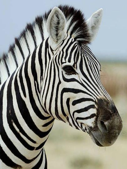 Zebra | Diamond Painting