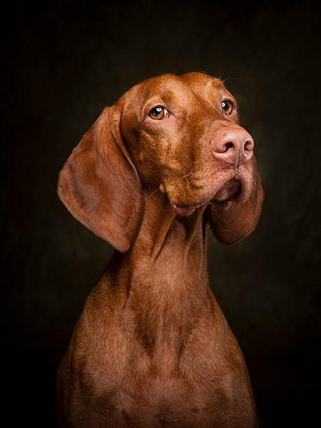 Vizsla Dog | Diamond Painting