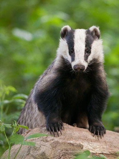 Badger | Diamond Painting