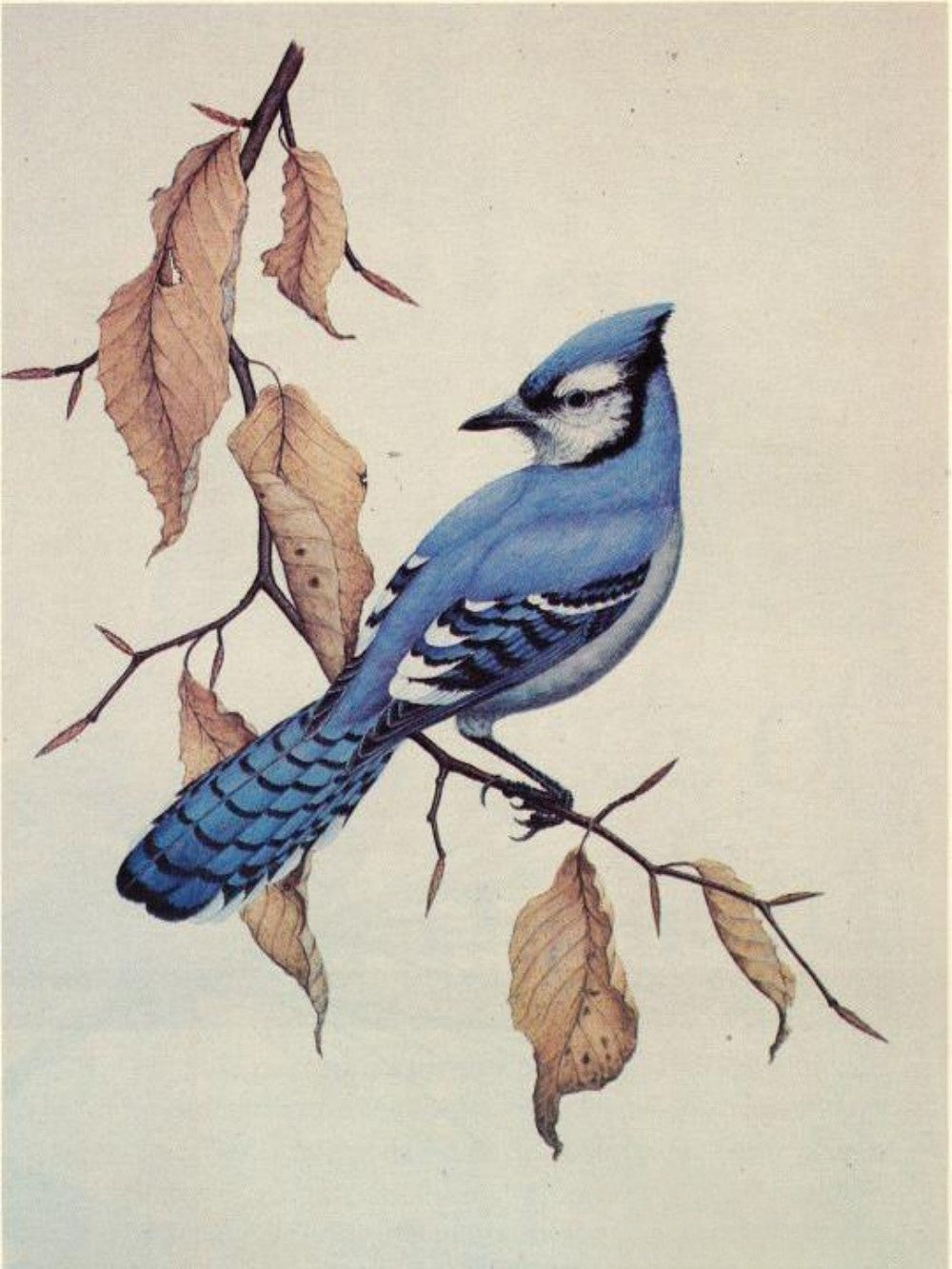 Blue Jay | Diamond Painting