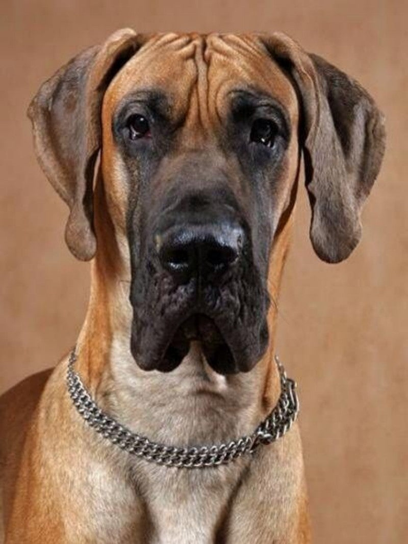 Dog Great Dane | Diamond Painting
