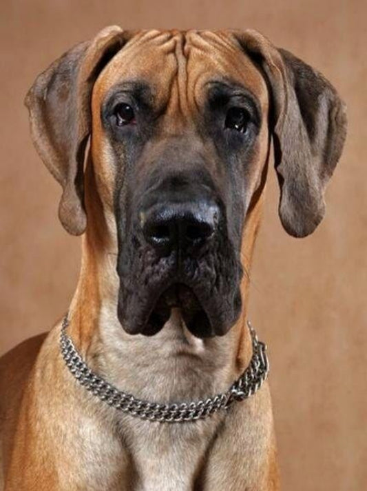 Dog Great Dane | Diamond Painting