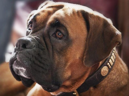Boxer Dog | Diamond Painting