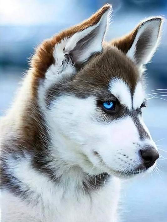 Beautiful Dog Husky | Diamond Painting