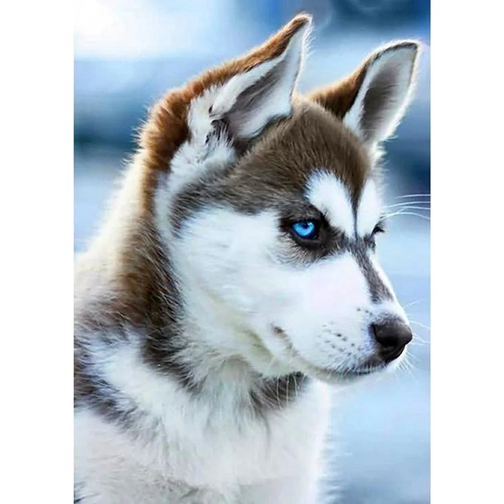 Beautiful Dog Husky | Diamond Painting