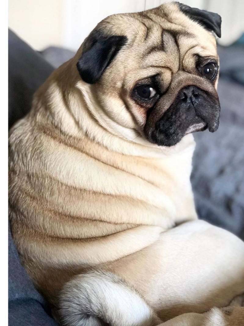 Dog Pug | Diamond Painting