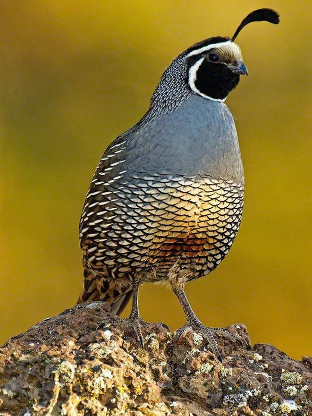 Quail | Diamond Painting