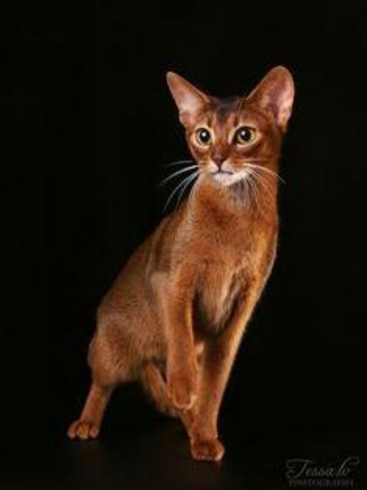 Abyssinian Cat | Diamond Painting