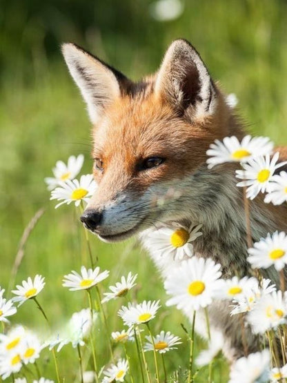 Fox | Diamond Painting