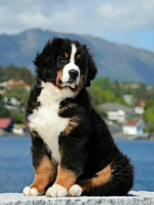 Bernese Mountain Dog | Diamond Painting