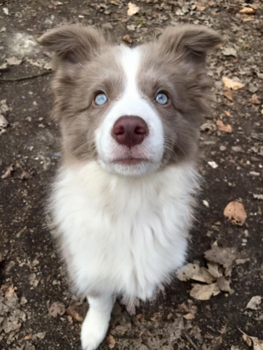 Dog Border Collie | Diamond Painting