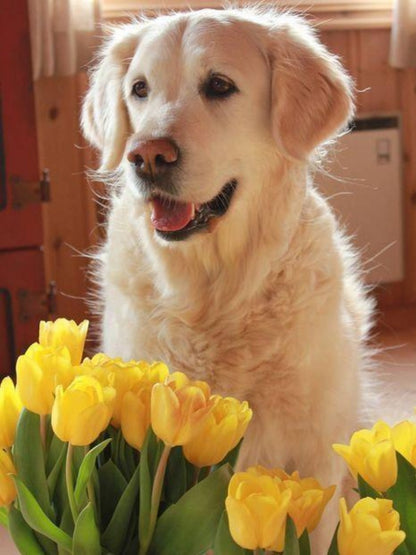 Yellow Labrador Dog | Diamond Painting