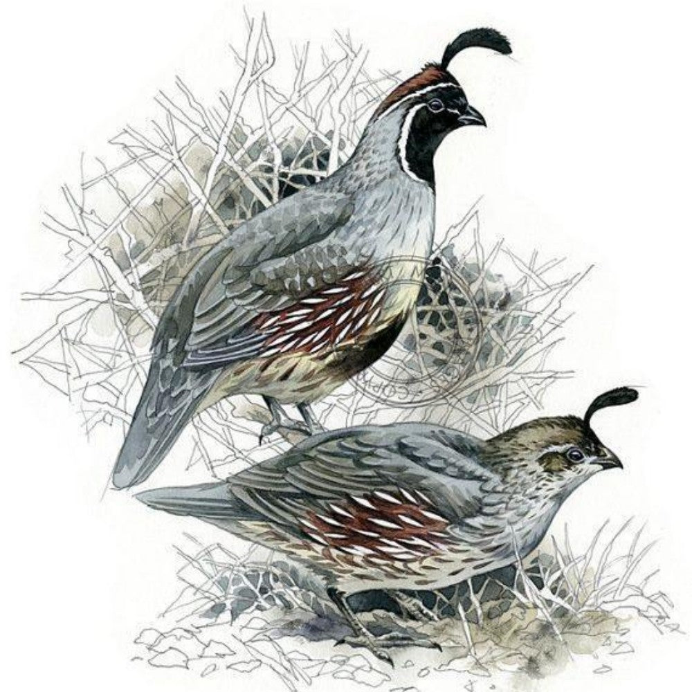 Quail | Diamond Painting