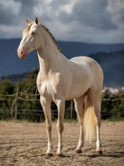 Horse | Diamond Painting