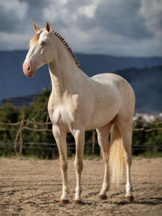 Horse | Diamond Painting