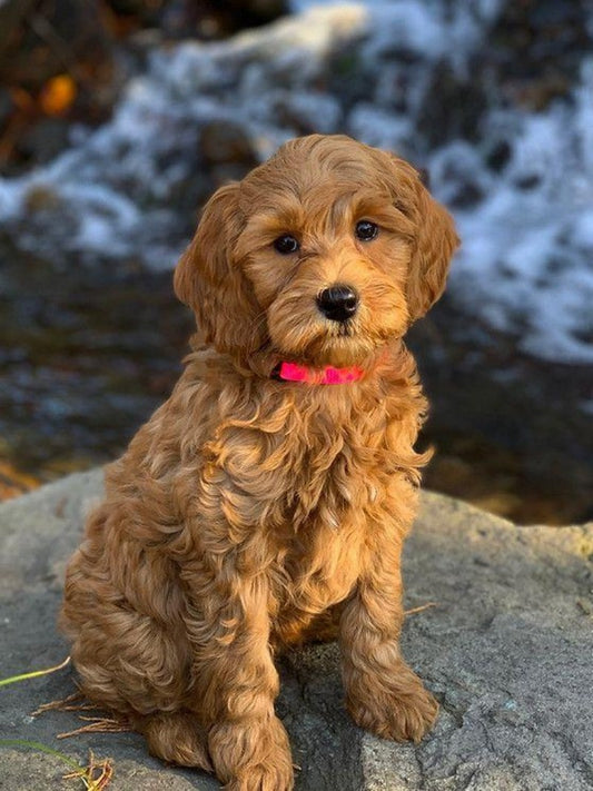 Labradoodle Dog | Diamond Painting