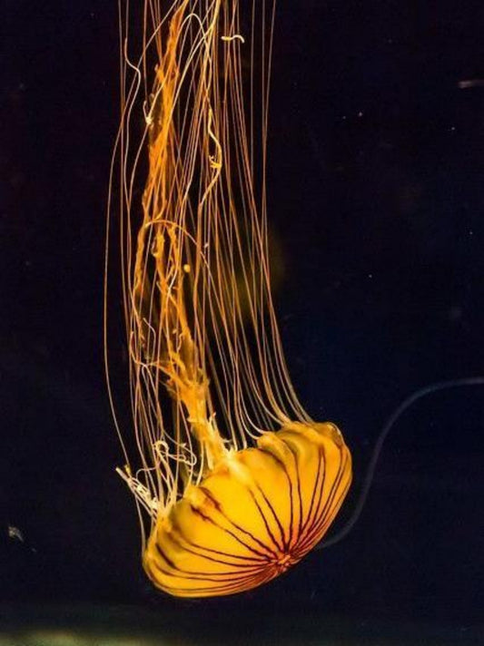 Jellyfish | Diamond Painting