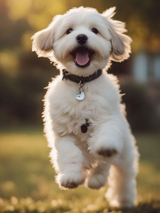 Havanese Dog | Diamond Painting