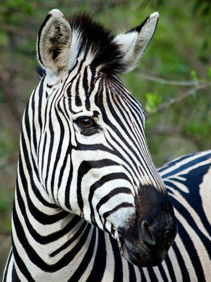 Zebra | Diamond Painting
