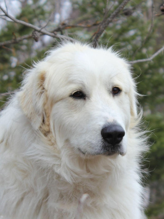 Great Pyrenees Dog | Diamond Painting