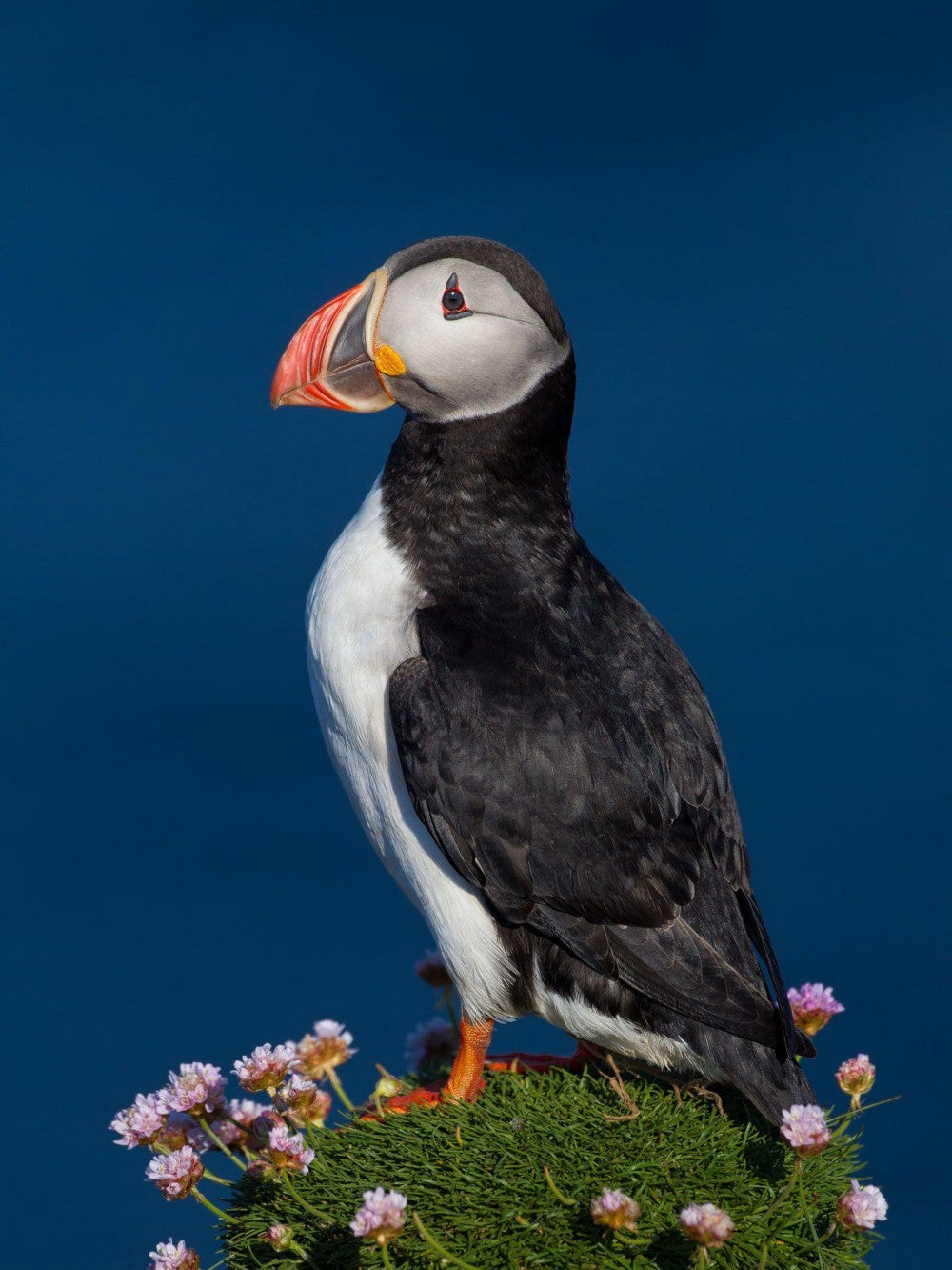 Puffin | Diamond Painting