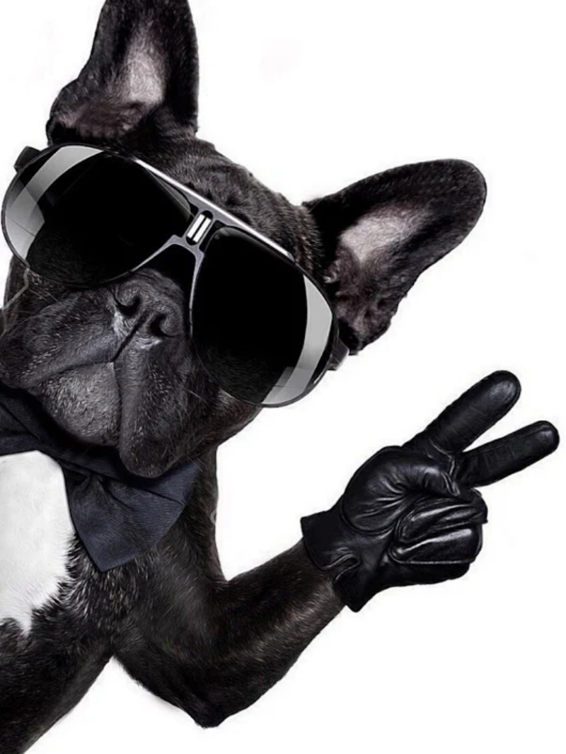 French Bulldog Dog | Diamond Painting