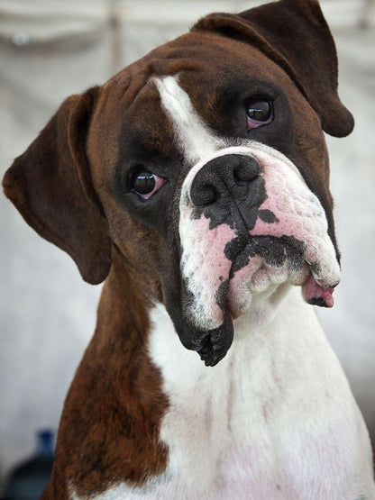 Boxer Dog | Diamond Painting