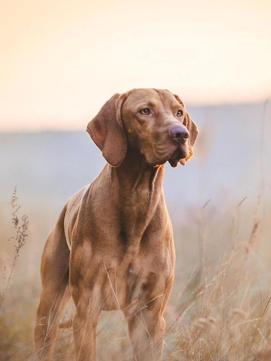 Vizsla Dog | Diamond Painting