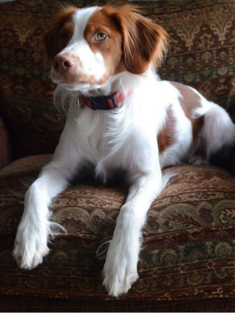 Brittany Spaniel Dog | Diamond Painting